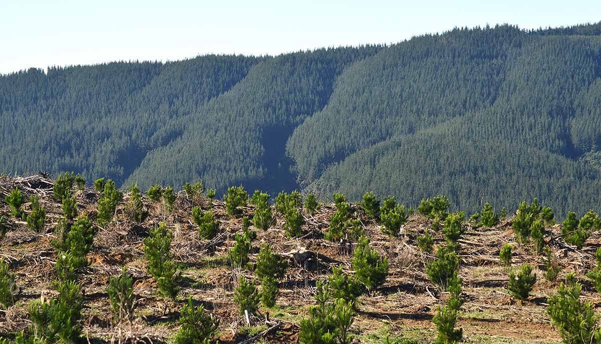 Bosque Nativo Chileno